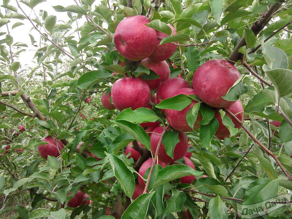 Описание и характеристики сорта яблонь слава победителям, выращивание и уход