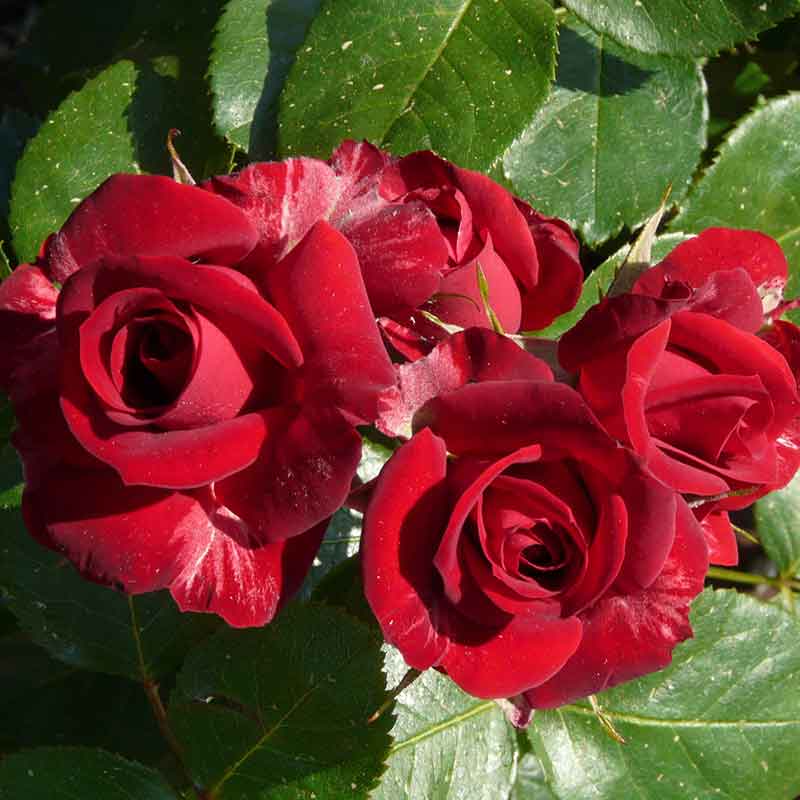 Роза паганини ленс