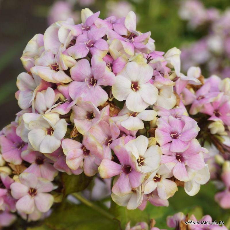 Флокс sherbet blend фото и описание