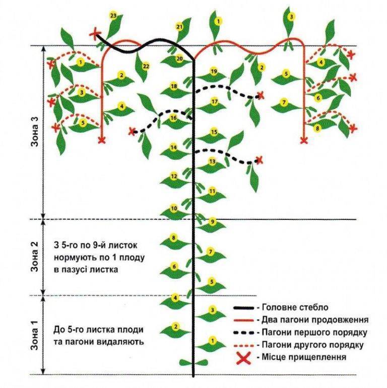 Как сформировать куст огурца в теплице схема