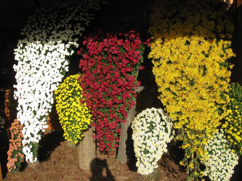 Хризантемы корейские: сорта и их описание с фото