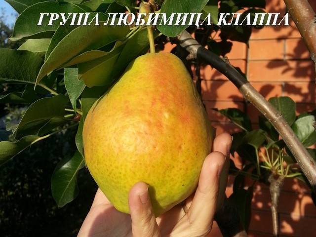 Груша «любимица клаппа» — сладкий и ароматный сорт