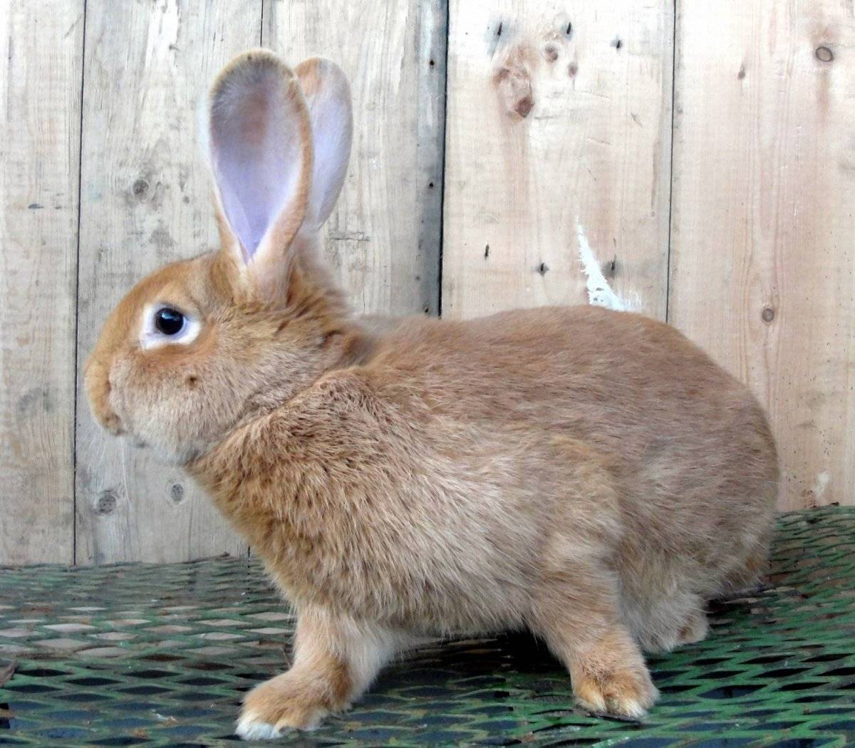 ᐉ обзор рыжих пород кроликов: описание и характеристики - zooon.ru