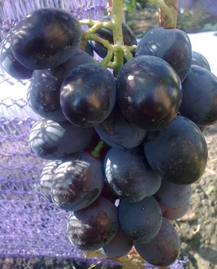 Сорт винограда фурор фото и описание