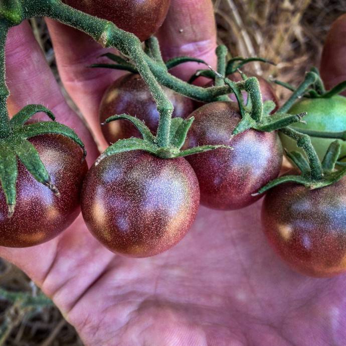 Сладкие, душистые, черные — характеристика помидоров сорта «кумато» по отзывам селекционеров и дачников