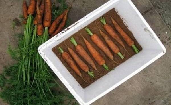 Вяленая морковь на зиму. как засушить в духовке, сохранив все витамины, рецепт с фото