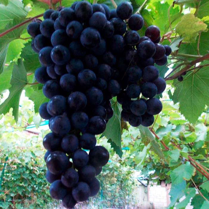 Виноград северный плечистик: характеристика и описание, посадка и уход