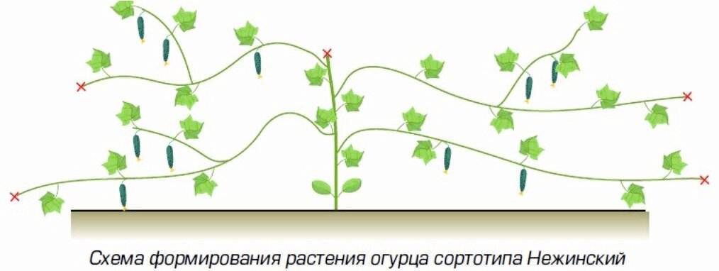 Арбузы и дыни в теплице: правильное выращивание, как сажать, поливать, формировать, фото, видео – тепличные советы