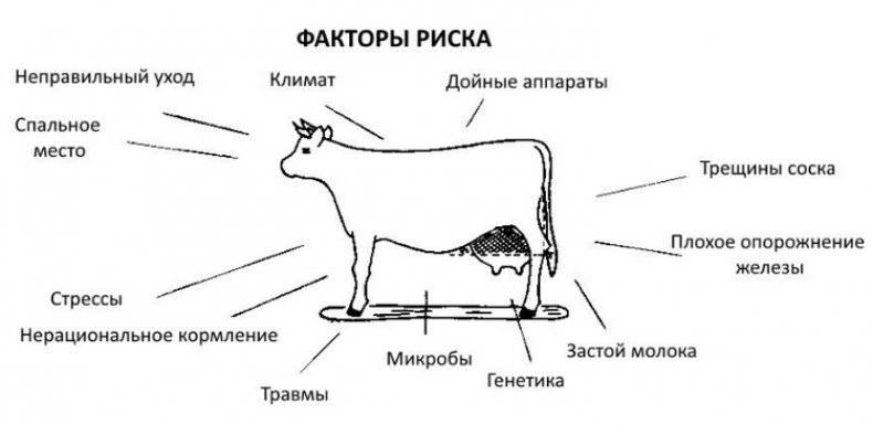 Мастит у коров: лечение народными средствами - сельское хозяйство