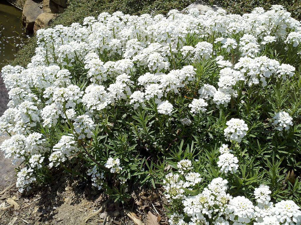 Садовый цветок с белыми цветами многолетник название фото