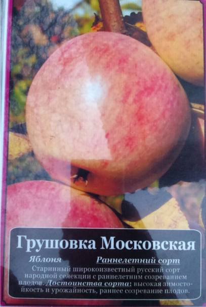 Описание сорта яблони московская грушовка описание фото