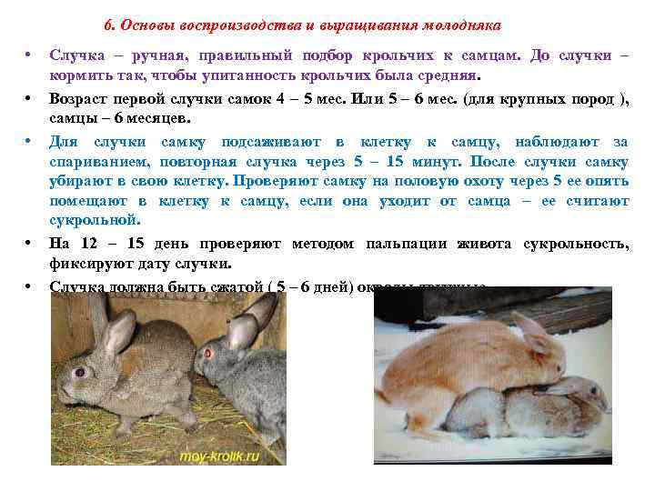 Сколько длится беременность у кроликов: сколько ходят (сроки)