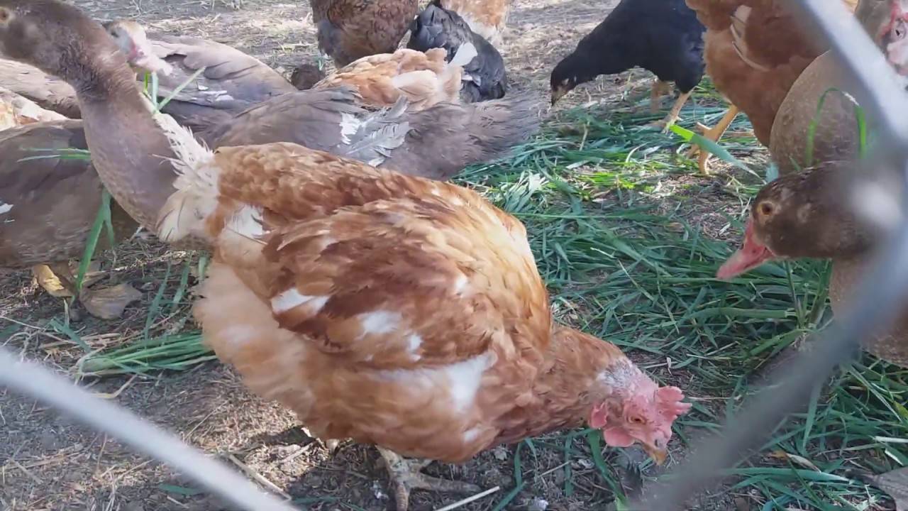 Почему цыплята расклевывают друг друга