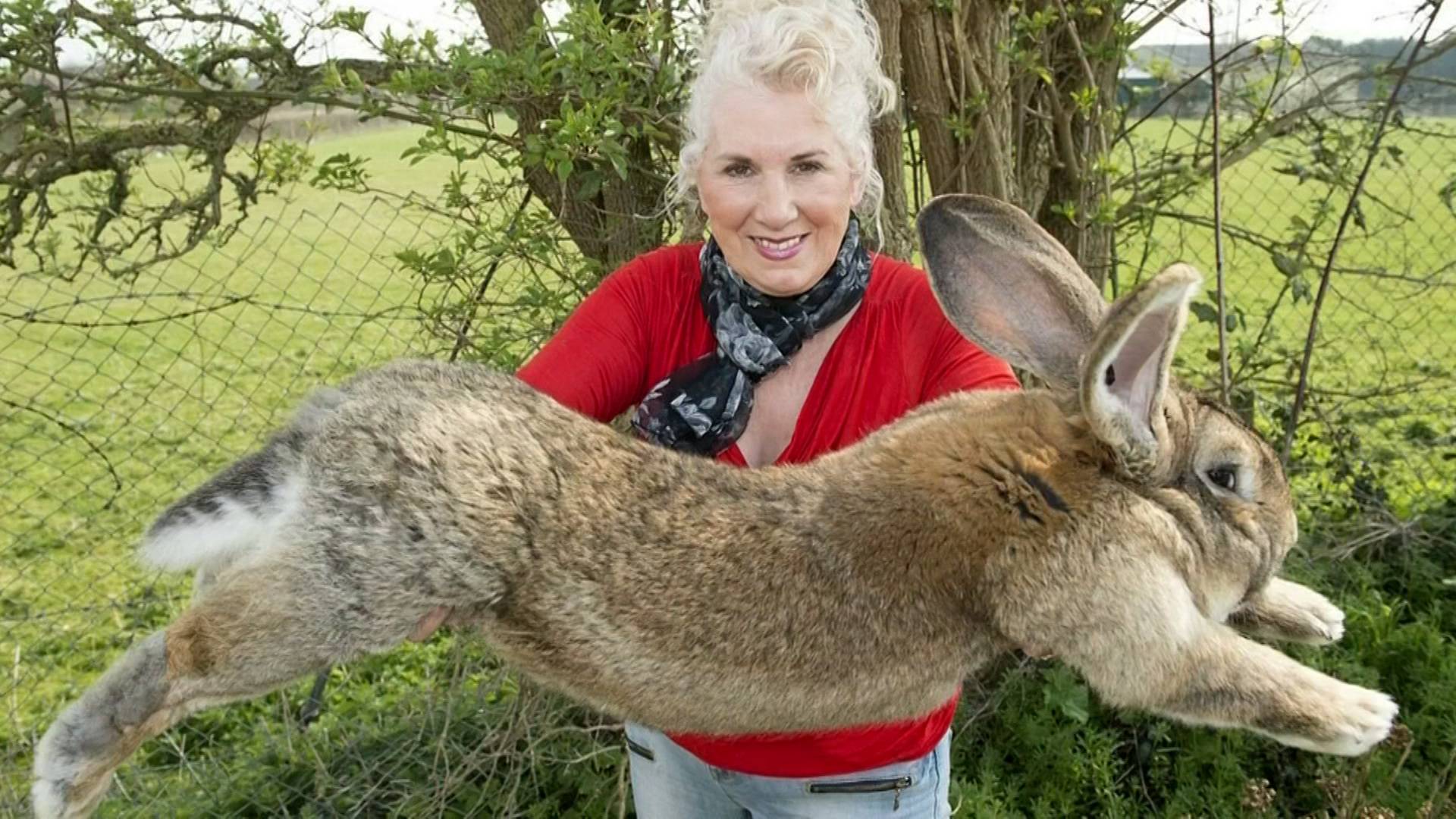 Самый большой и самый маленький кролики в мире: рекордсмены, породы и фото