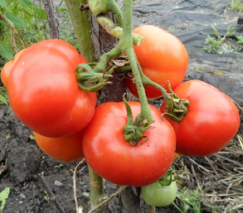Томат лабрадор — характеристика и описание сорта, фото, урожайность, отзывы овощеводов