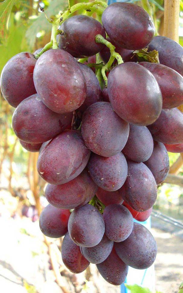 Сорт винограда фавор: фото, отзывы, описание, характеристики.