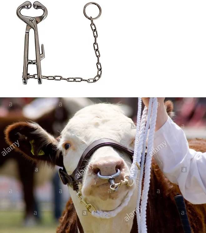 Использование кольца для быков: необходимость аксессуара и правила его установки