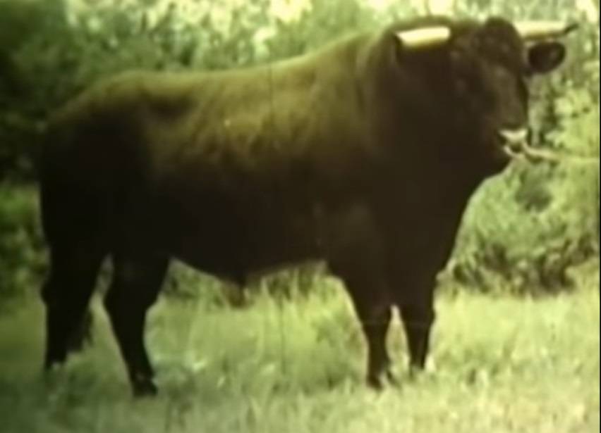 Бестужевская порода коров: характеристика крс, содержание и разведение, уход