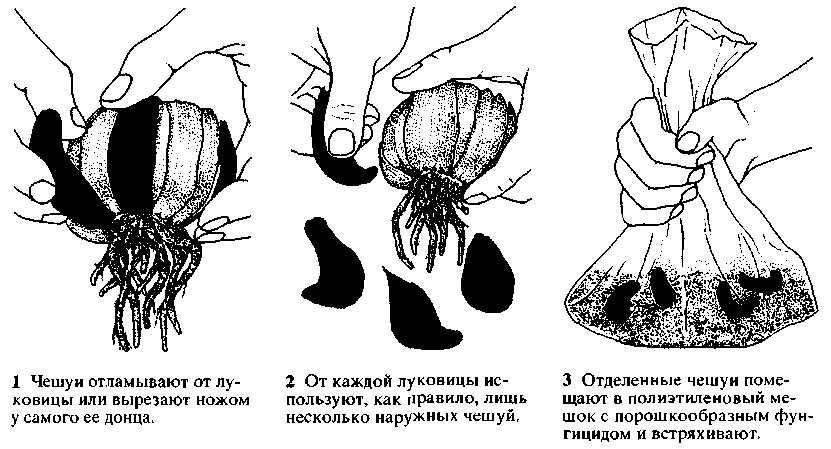 Схема посадки анемоны