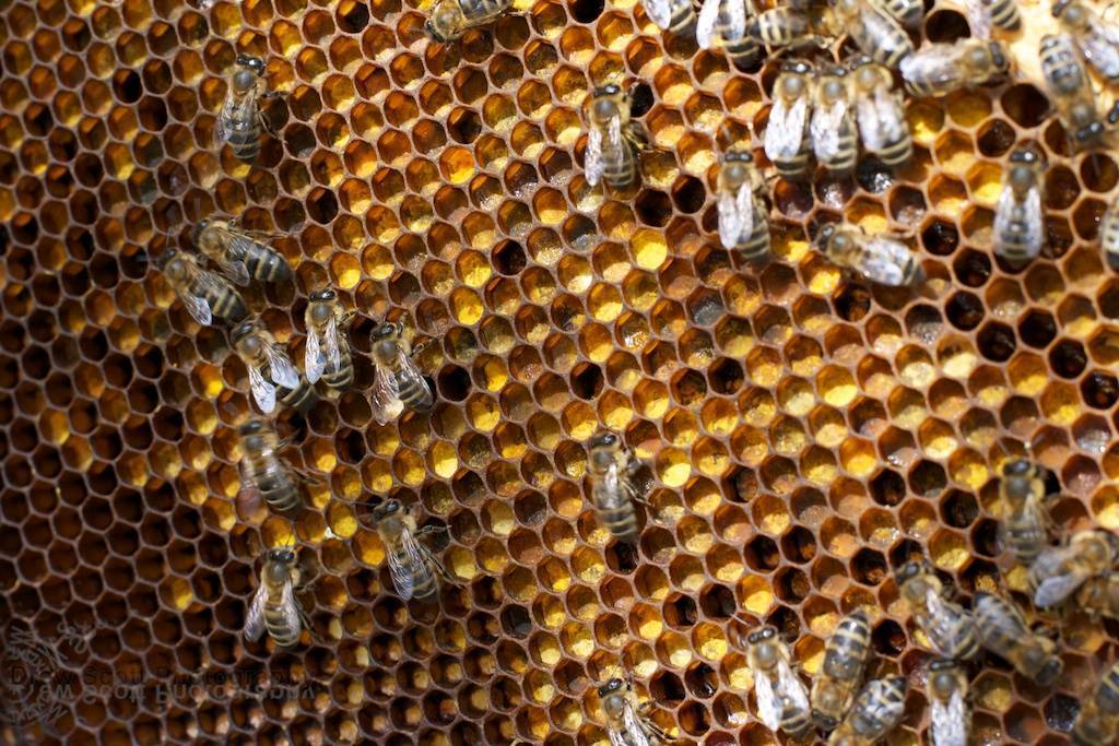 Пчелиный трутень. мужская особь пчелы. интересные факты