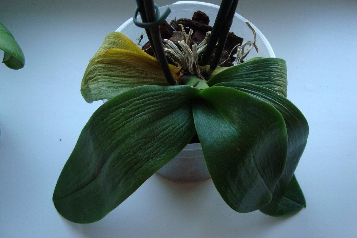 Почему у орхидеи вянут листья: причины, как бороться, как спасти цветок