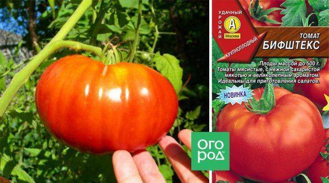 Кладоспориоз томатов: как спасти урожай и предотвратить болезнь