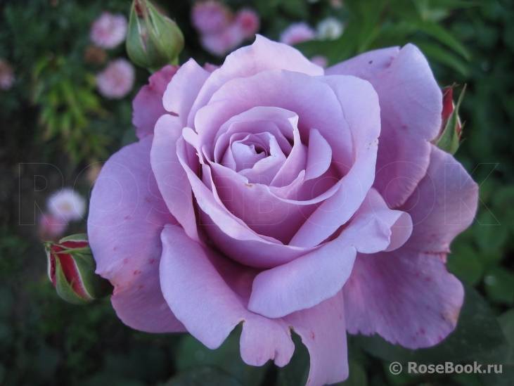 Роза блю парфюм (blue parfum): фото, отзывы, описание, характеристики.