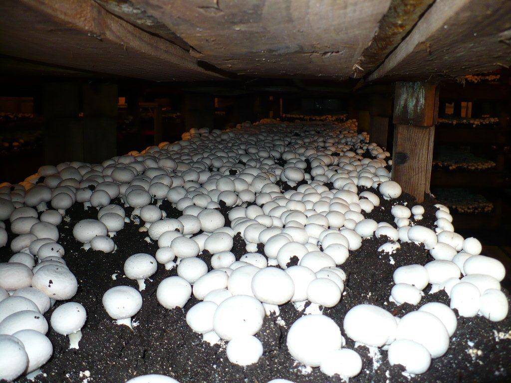 Выращивание грибов в домашних условиях: технология для новичков