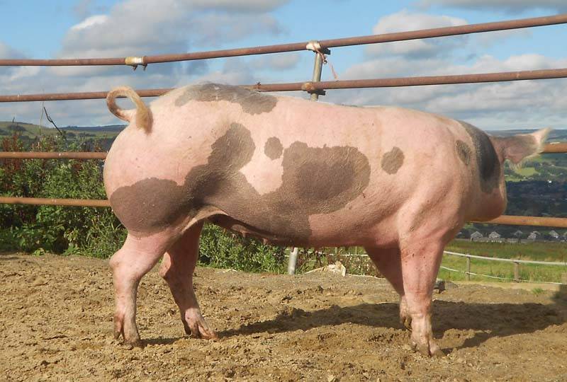 Порода свиней макстер: характеристика, описание и фото