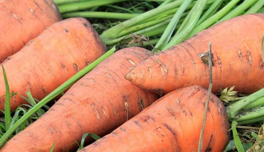 Лучшие сорта моркови на 2021 год: самые урожайные, вкусные, сочные, сладкие