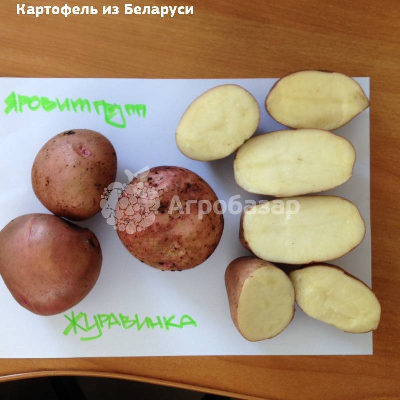 Картофель журавинка: описание сорта, фото, отзывы