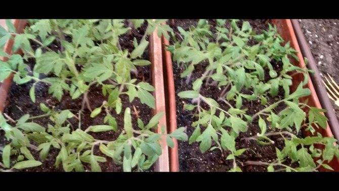 Как правильно пикировать рассаду томатов