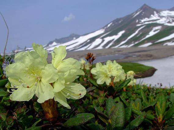 Цветок рододендрон: фото, виды, описание и особенности - sadovnikam.ru