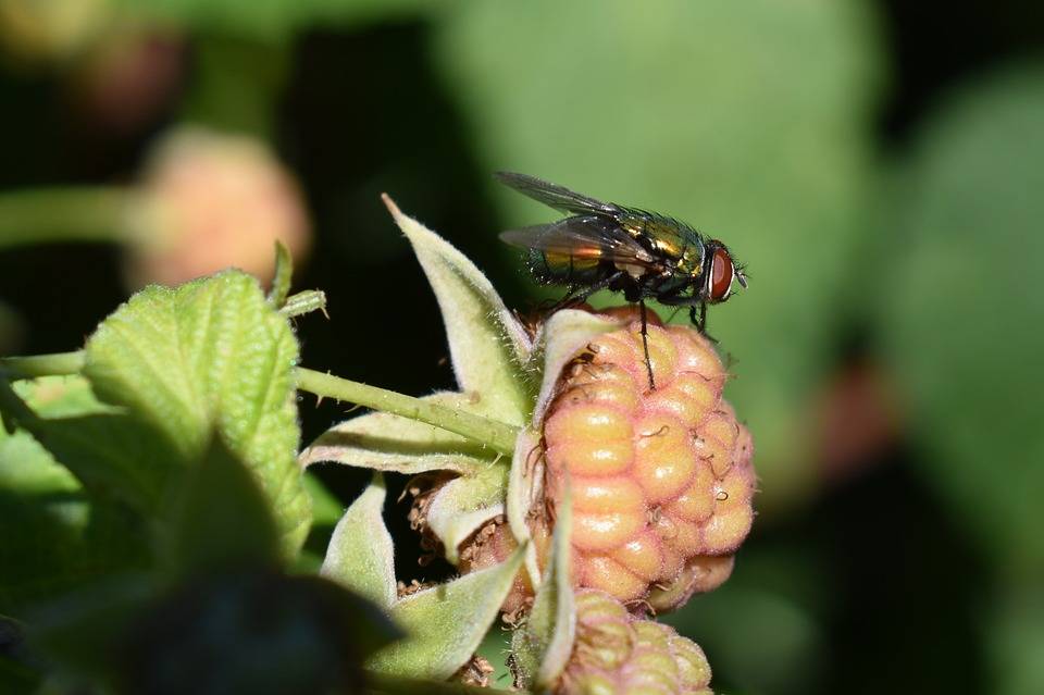 Ирисовая муха: чем обработать цветы для профилактики, фото, средства для опрыскивания