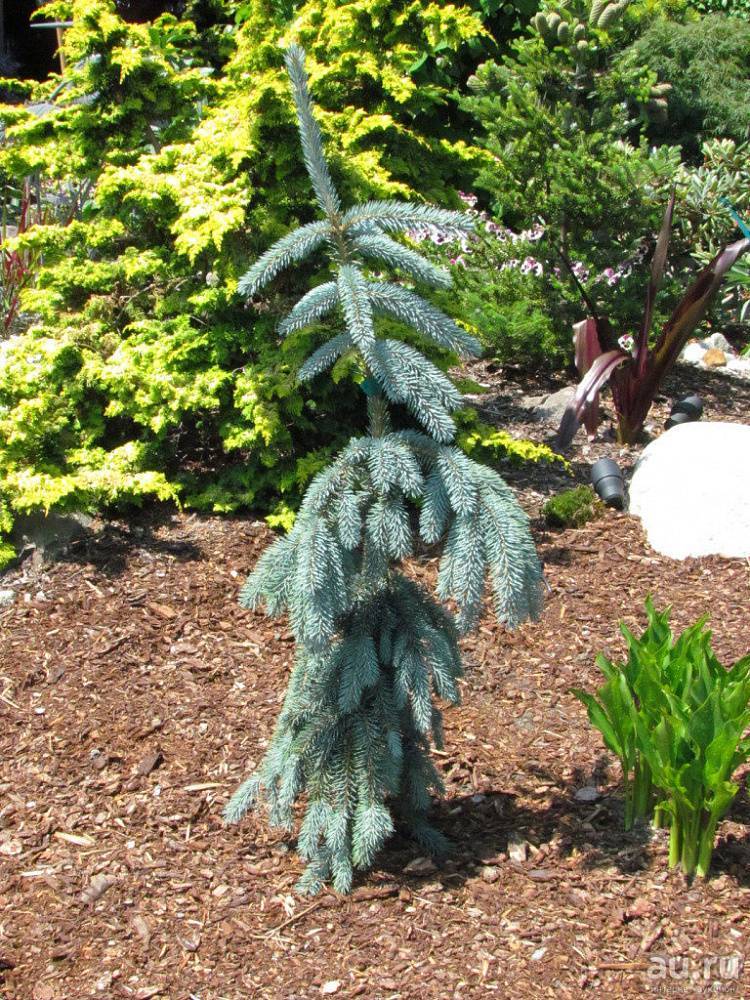 Picea glauca pendula фото