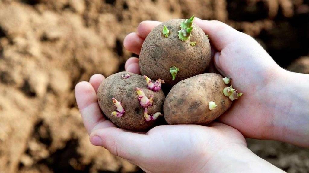 Проращивание картофеля перед посадкой