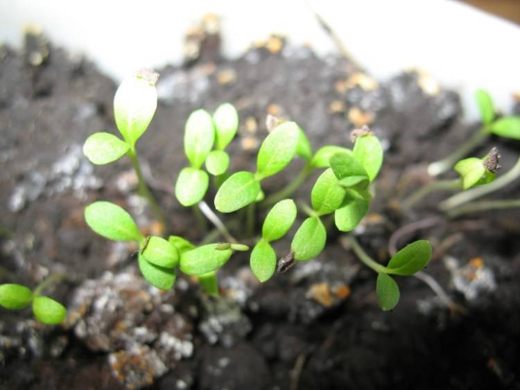 Флоксы однолетние выращивание из семян: когда сажать?
