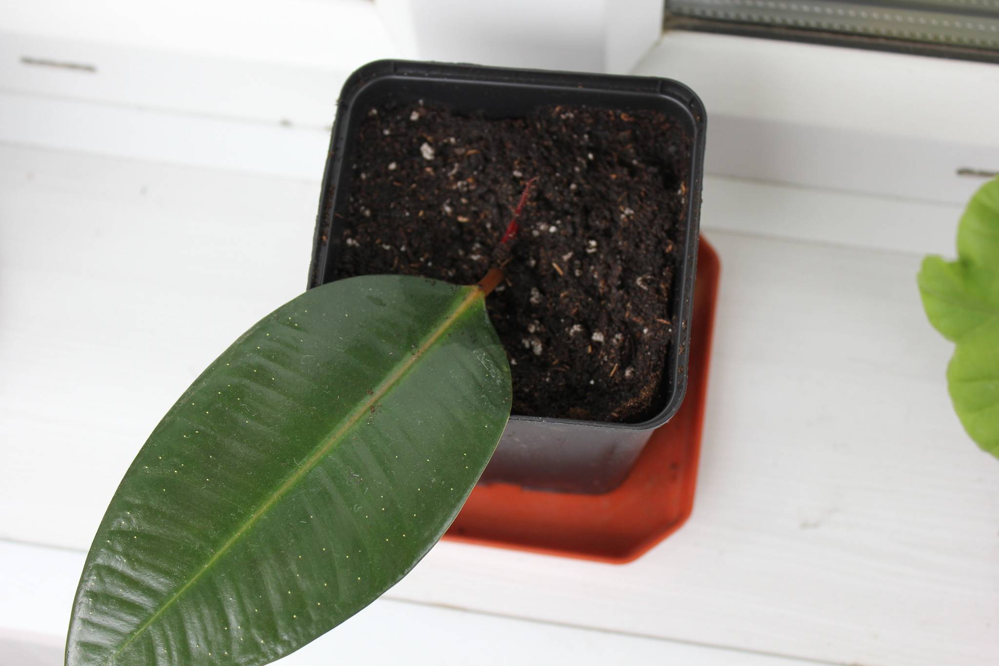 Узнаем как посадить фикус отростком: пошаговая инструкция