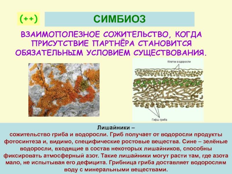 Грибы-симбионты - биологическая сущность микоризы - биология