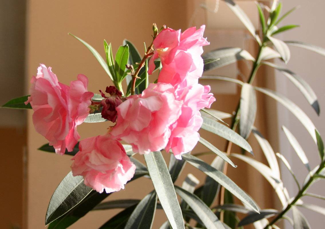 Тропические цветок олеандр: уход в домашних условиях, пересадка и размножение
