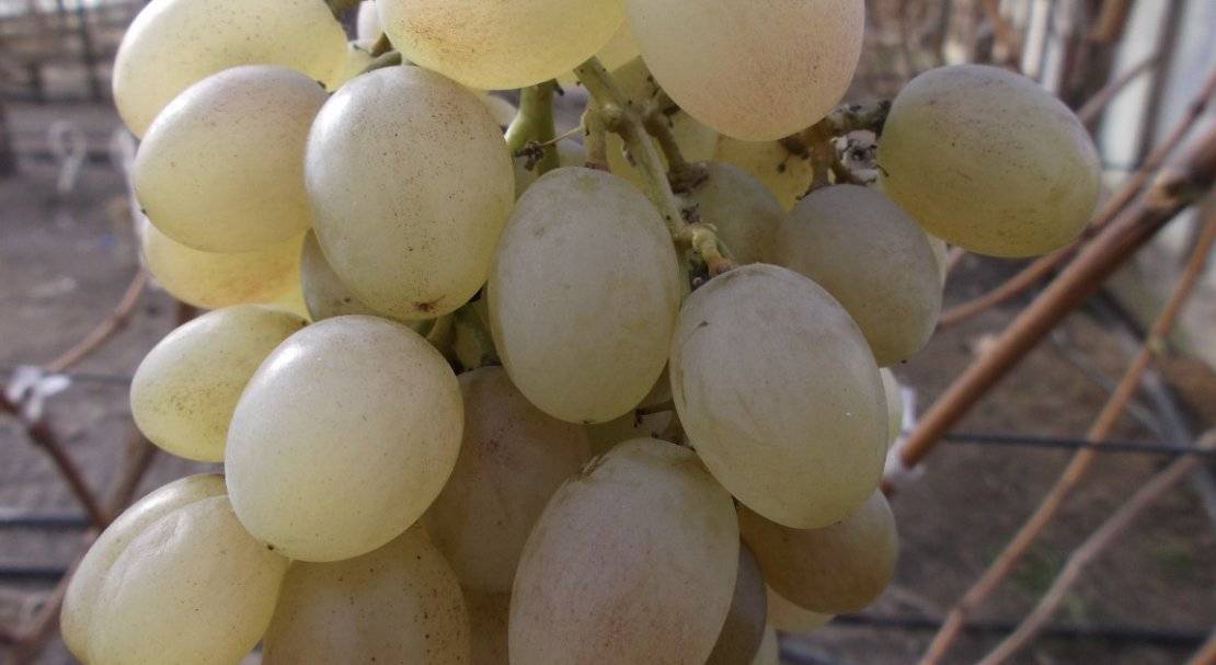 Описание и характеристика винограда сорта тасон, технология посадки и уход