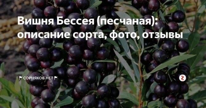 Вишня бессея (песчаная): описание сорта, фото, отзывы