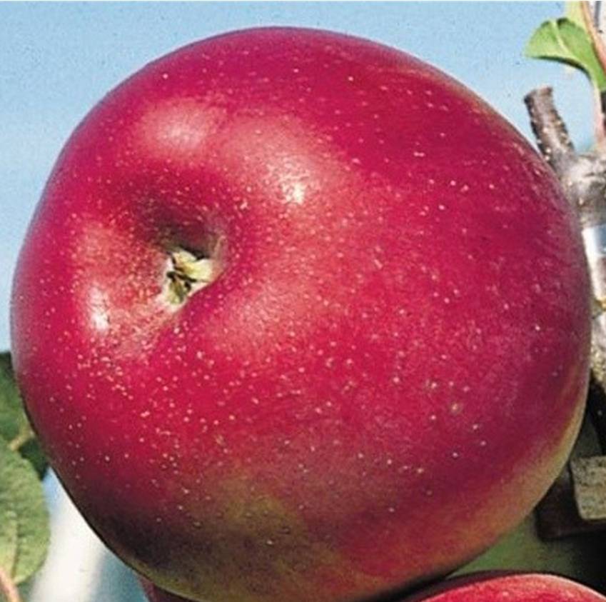 Сорт яблони сябрына - огород и сбор