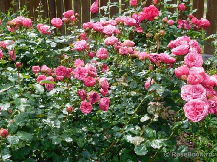 Чг роза пиано: описание, фото и отзывы, особенности выращивания