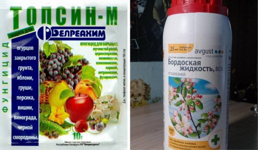 Фунгицид "топсин-м": инструкция по применению против болезней полевых, плодовых культур, овощей и винограда