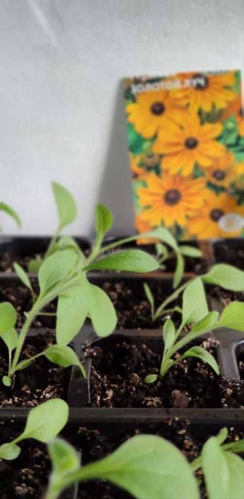 Рудбекия: посадка, выращивание и уход - фото цветка, сорта