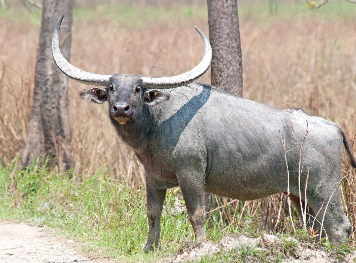 Индийский водяной буйвол, или азиатский буйвол | мир животных и растений