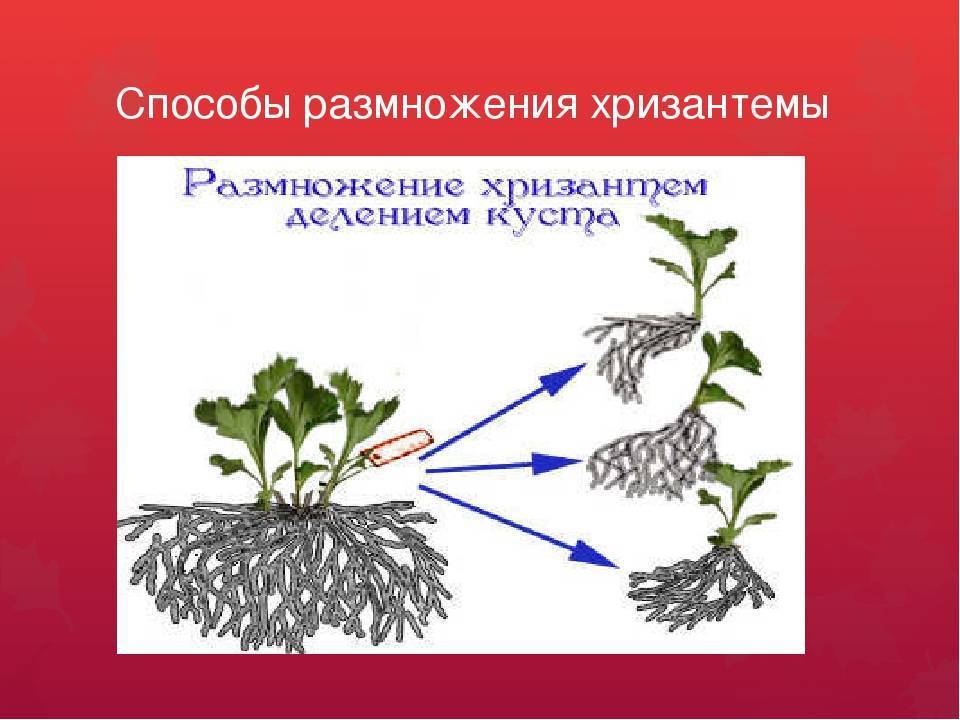 Какие растения размножаются делением. Черенки хризантемы мультифлора. Черенкование мультифлоры хризантемы. Хризантема размножение отводками. Укоренить черенки хризантем.