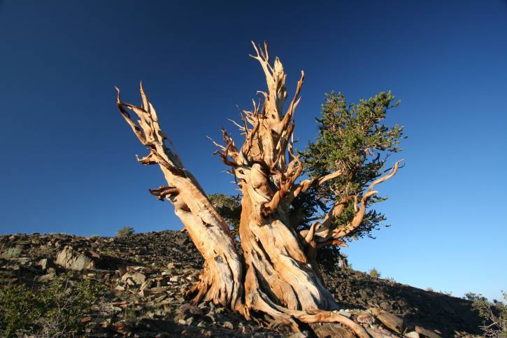 Самые старые деревья мира (фотографии и описания)