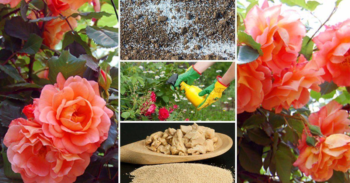 Чем подкормить гортензию весной и летом для роста и пышного цветения: удобрения, сроки, схемы
